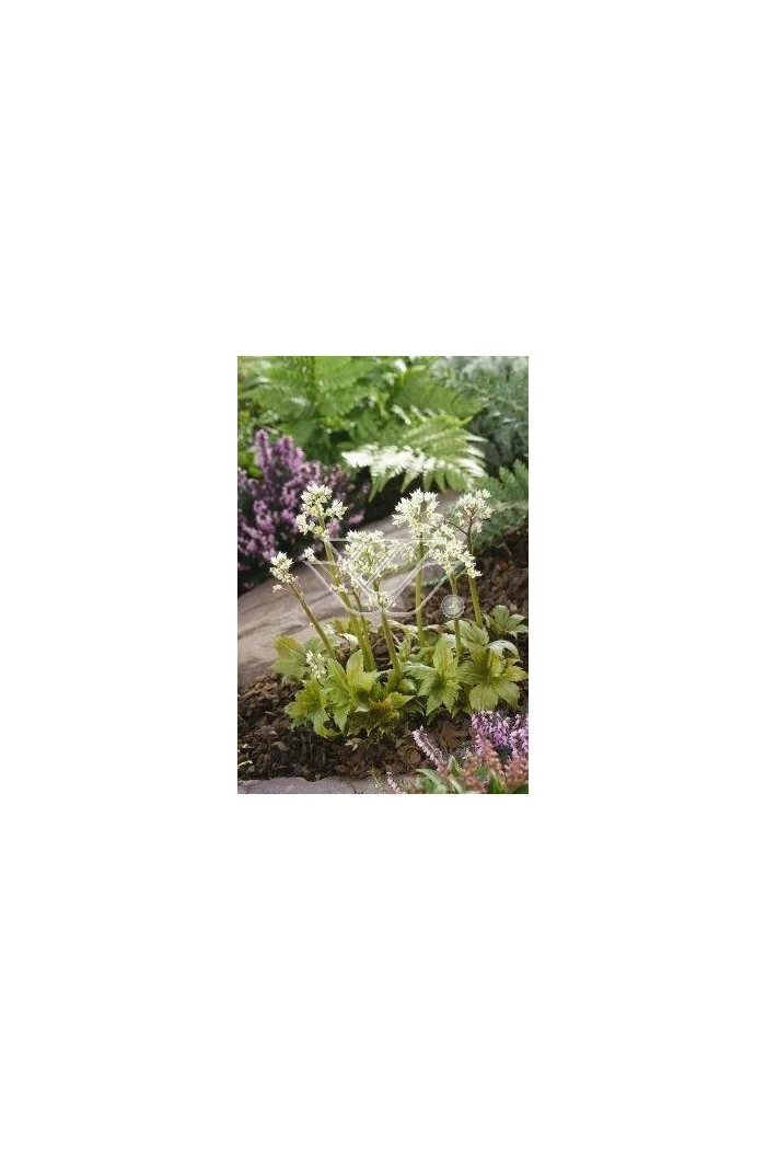 Mukdenia Rossa Aceriphyllum rossi