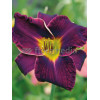 liliowiec, hemerocallis