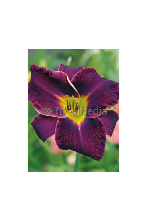 liliowiec, hemerocallis