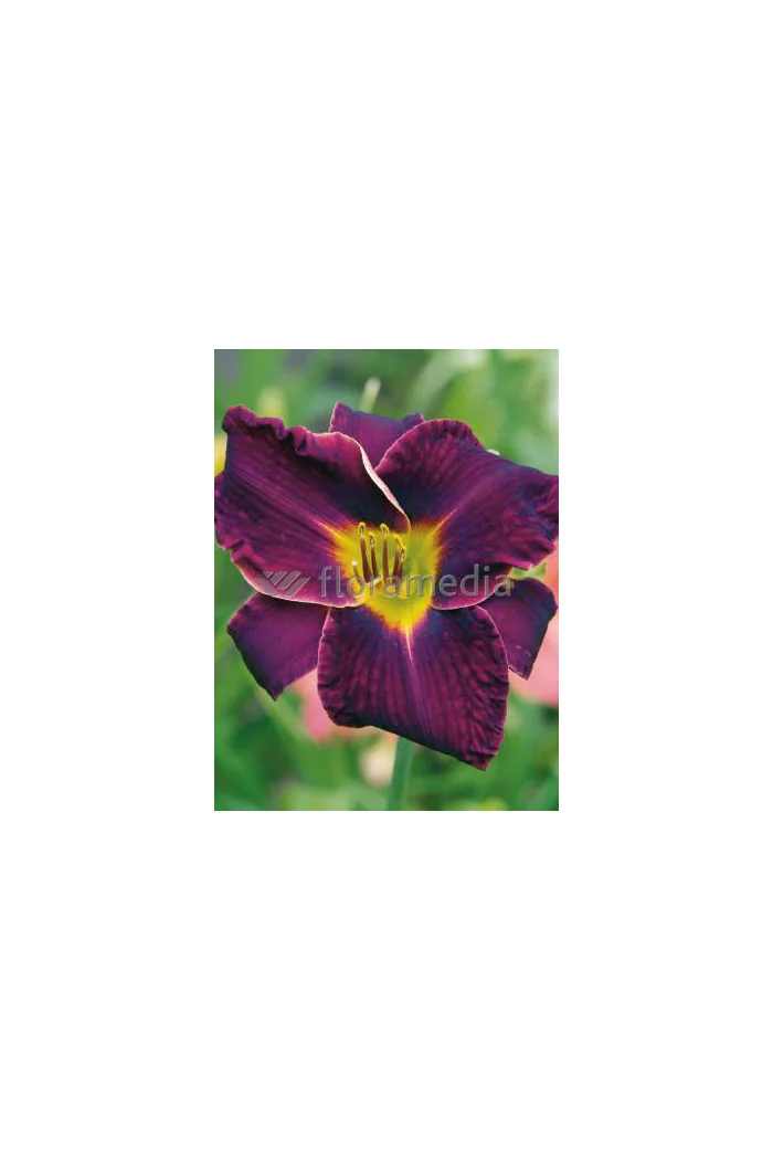 liliowiec, hemerocallis