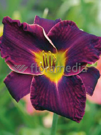 liliowiec, hemerocallis