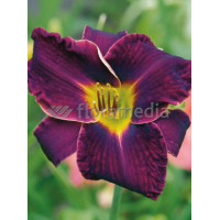 liliowiec, hemerocallis
