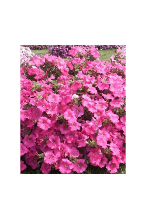Surfinia 'Conchita Grande Pink'