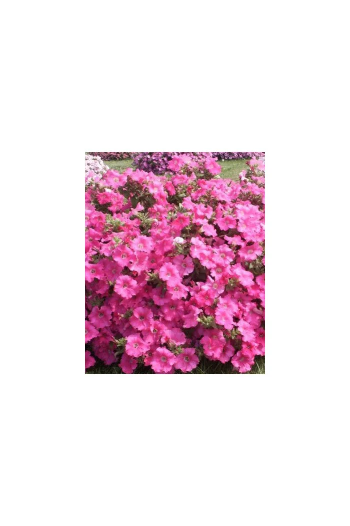 Surfinia 'Conchita Grande Pink'