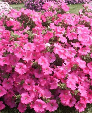 Surfinia 'Conchita Grande Pink'