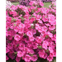 Surfinia 'Conchita Grande Pink'