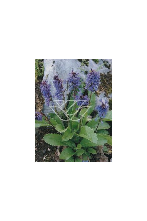 Wulfenia karyncka Wulfenia carinthiaca