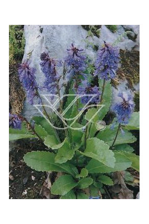 Wulfenia karyncka Wulfenia carinthiaca