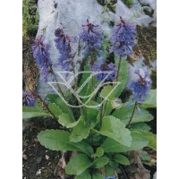 Wulfenia karyncka Wulfenia carinthiaca