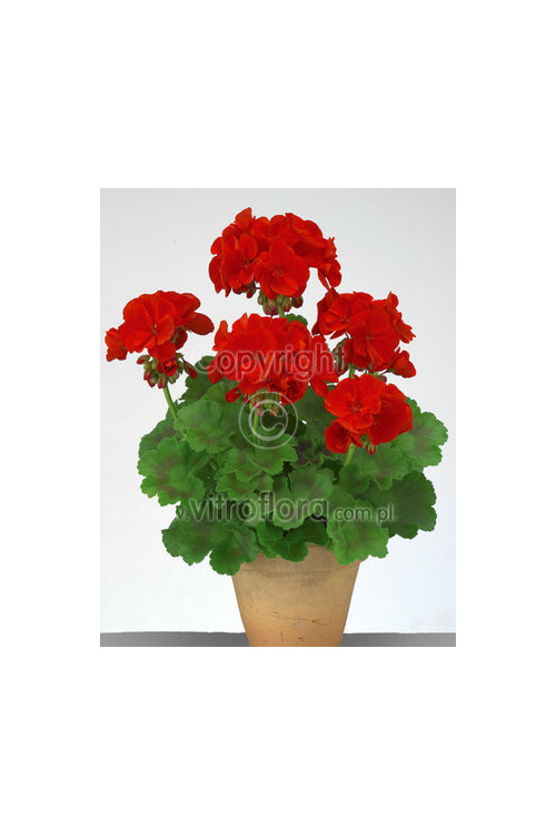 Pelargonia rabatowa 'Trendx Dark Red' div class'lat' Pelargonium zonale /div