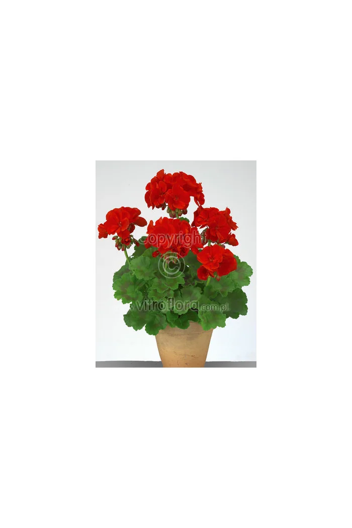 Pelargonia rabatowa 'Trendx Dark Red' div class'lat' Pelargonium zonale /div