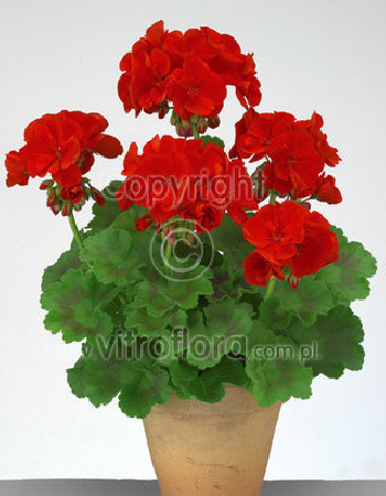 Pelargonia rabatowa 'Trendx Dark Red' div class'lat' Pelargonium zonale /div