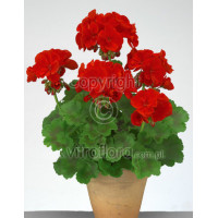 Pelargonia rabatowa 'Trendx Dark Red' div class'lat' Pelargonium zonale /div
