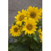 Słonecznik 'Flying Saucers' | Helianthus