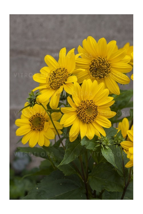 Słonecznik 'Flying Saucers' | Helianthus