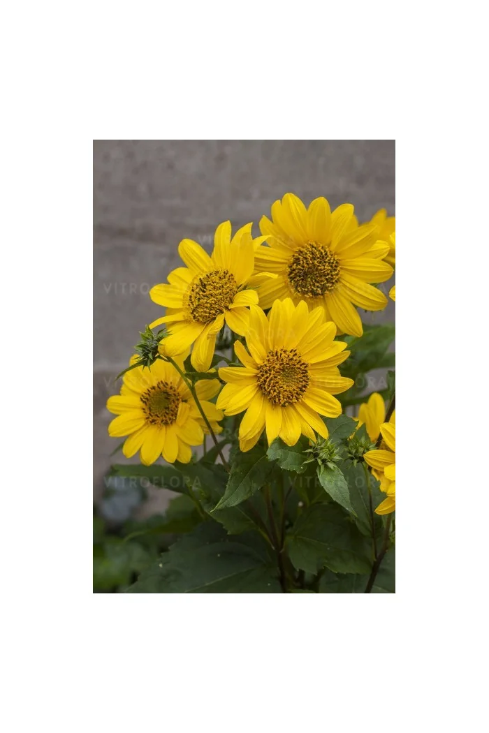 Słonecznik 'Flying Saucers' | Helianthus