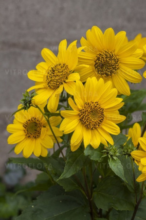 Słonecznik 'Flying Saucers' | Helianthus
