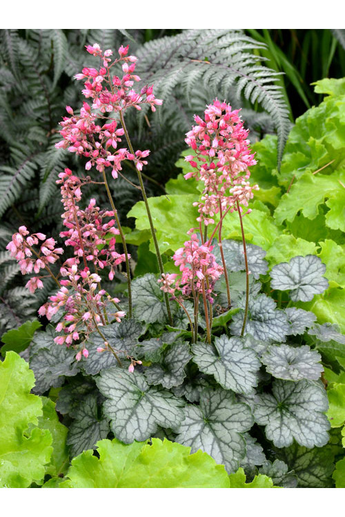 Żurawka 'Little Cutie Peppermint' Heuchera