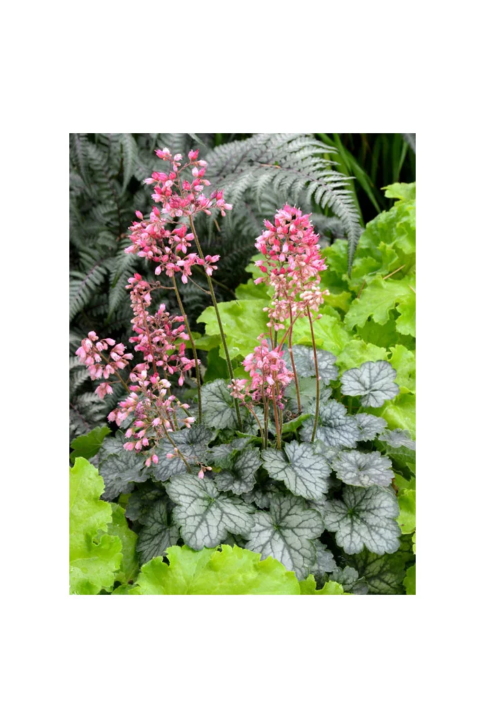 Żurawka 'Little Cutie Peppermint' Heuchera
