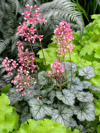 Żurawka 'Little Cutie Peppermint' Heuchera