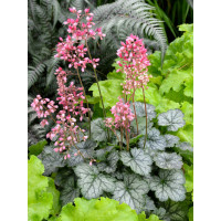 Żurawka 'Little Cutie Peppermint' Heuchera