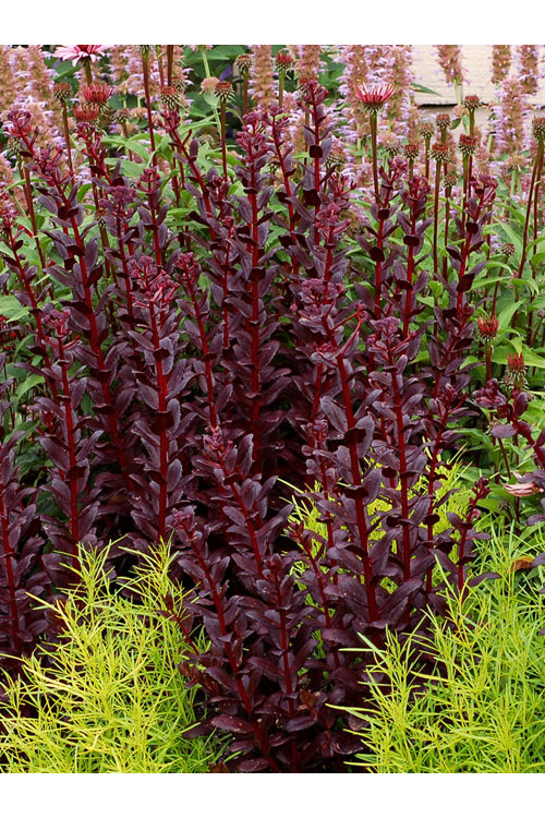 Rozchodnik karpacki 'Touchdown Teak' |Sedum telephium