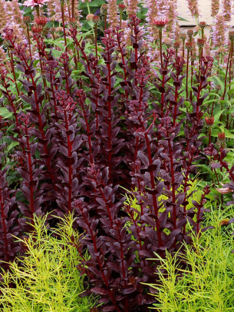 Rozchodnik karpacki 'Touchdown Teak' |Sedum telephium