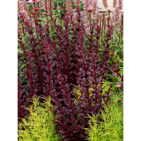 Rozchodnik karpacki 'Touchdown Teak' |Sedum telephium