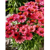 Jeżówka 'Meditation Cherry' | Echinacea 