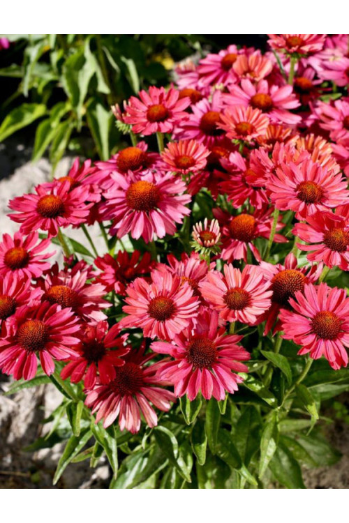 Jeżówka 'Meditation Cherry' | Echinacea 
