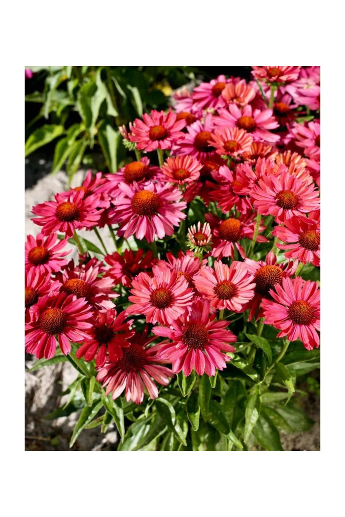 Jeżówka 'Meditation Cherry' | Echinacea 