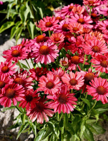 Jeżówka 'Meditation Cherry' | Echinacea 