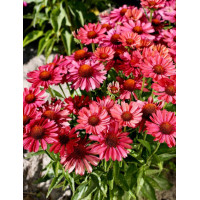 Jeżówka 'Meditation Cherry' | Echinacea 