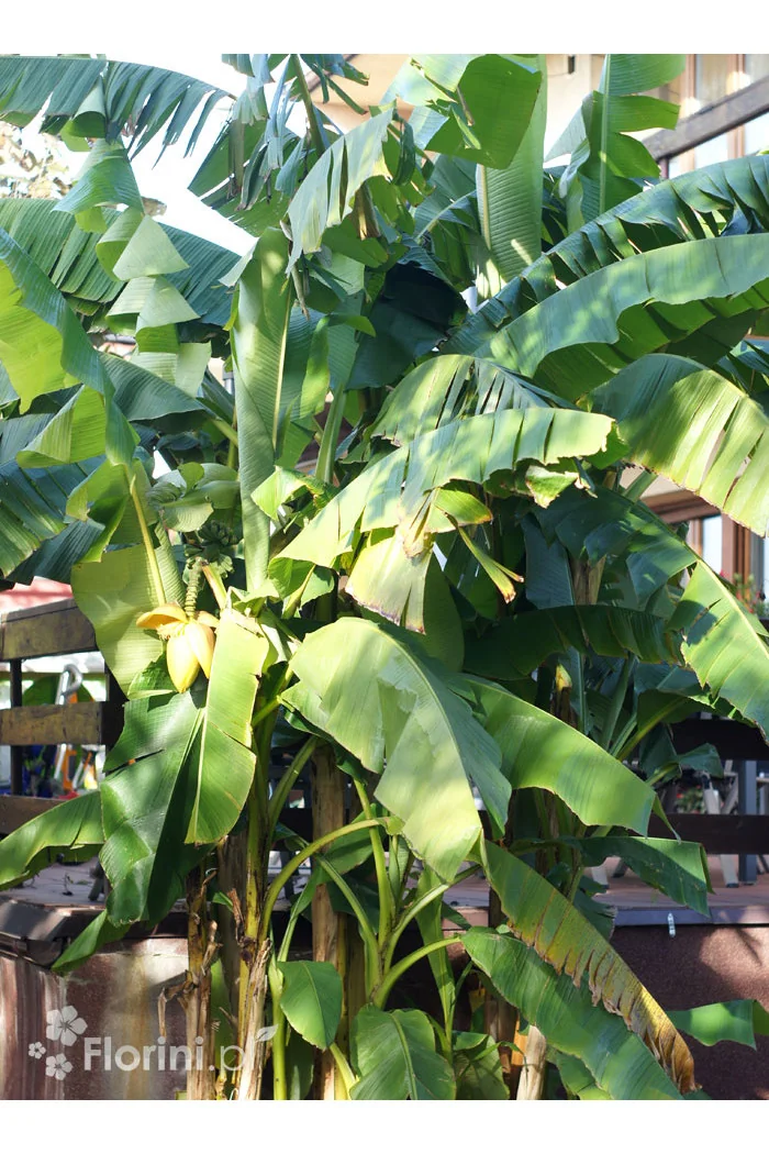 Bananowiec | Musa basjoo