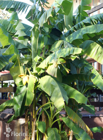 Bananowiec | Musa basjoo