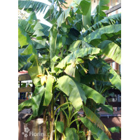 Bananowiec | Musa basjoo