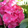 Hortensja ogrodowa 'Deutschland' Hydrangea macrophylla