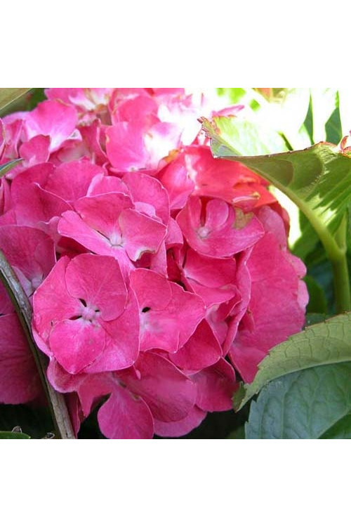 Hortensja ogrodowa 'Deutschland' Hydrangea macrophylla