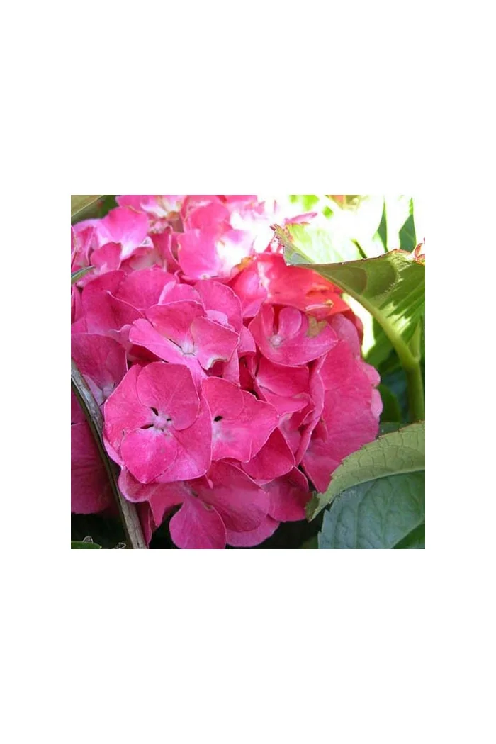 Hortensja ogrodowa 'Deutschland' Hydrangea macrophylla