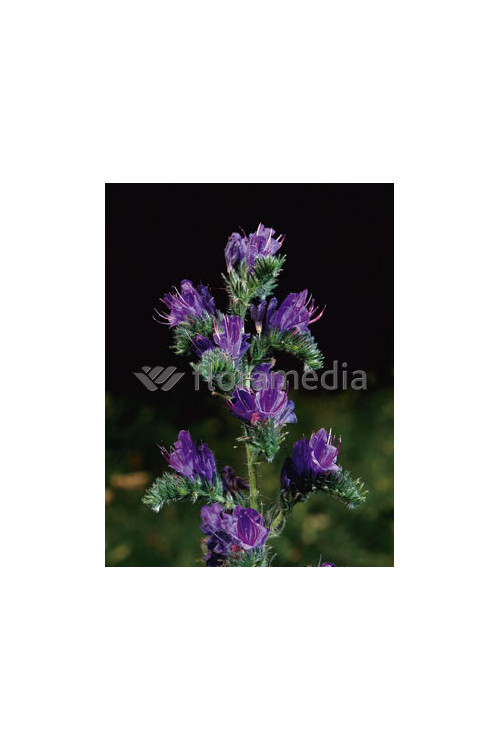 Żmijowiec Echium vulgare