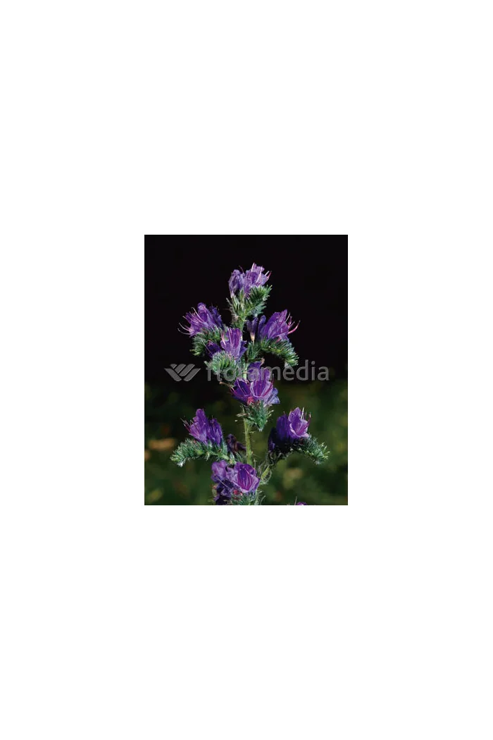 Żmijowiec Echium vulgare