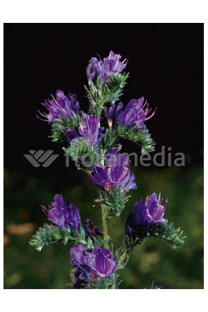 Żmijowiec Echium vulgare