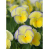 Bratek 'Etain' Viola cortuna