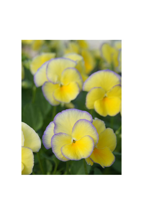 Bratek 'Etain' Viola cortuna