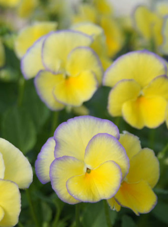 Bratek 'Etain' Viola cortuna