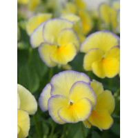 Bratek 'Etain' Viola cortuna