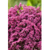 Rozchodnik 'Sunsparkler Firecracker' | Sedum