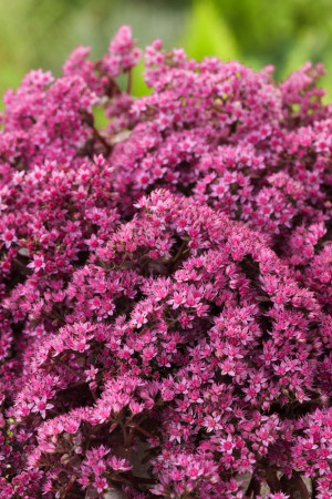 Rozchodnik 'Sunsparkler Firecracker' | Sedum