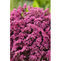 Rozchodnik 'Sunsparkler Firecracker' | Sedum