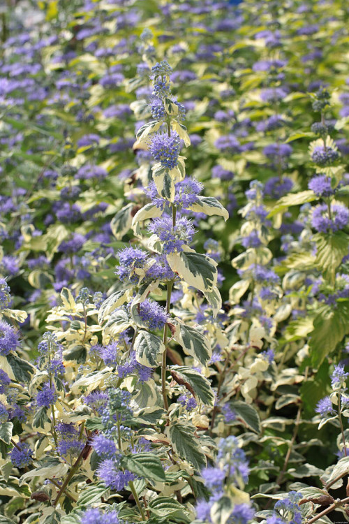 Barbula klandońska 'White Surprise' | Caryopteris x clandonensis 